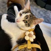 Photo of Daisy