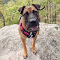 Photo of Sapphire