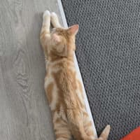 Photo of Shadow