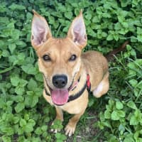 Photo of Abby