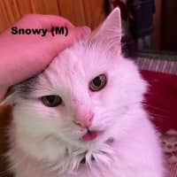 Photo of Snowy