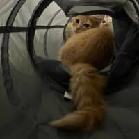 Photo of Gazza The Lion