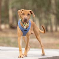 Photo of Bramble
