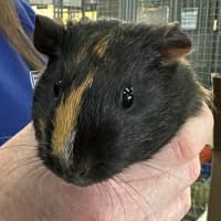 Photo of Josephine (Bonded To Mary)