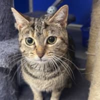 Photo of Akira