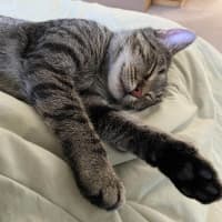 Photo of Sunny 