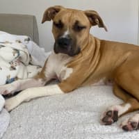 Photo of Coral Imp 1713