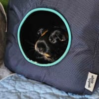 Photo of Smudge
