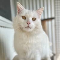 Photo of Snowball 