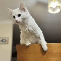Photo of Duchess