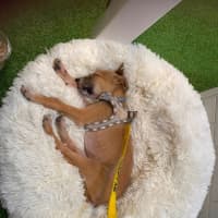 Photo of Scamp