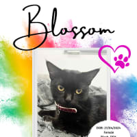 Photo of Blossom
