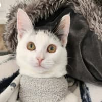 Photo of Pixie