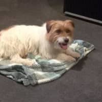 Photo of Bolt O'cleary