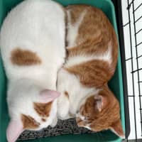 Photo of Bonded Brothers James And Jimmy 