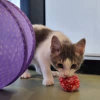 Photo of Mr Percival