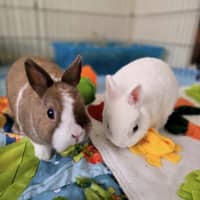 Photo of Rex & Roger (Located In Wantirna South)