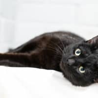 Photo of Slinky