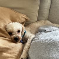 Photo of Cruiser   1 Year Old Cavoodle X