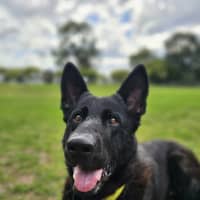 Photo of Ebony