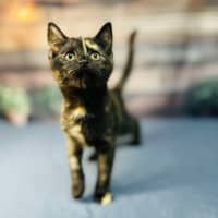 Photo of Nova   Located In Preston 