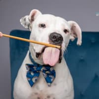 Photo of Hunter   1 Year Old Staffy X