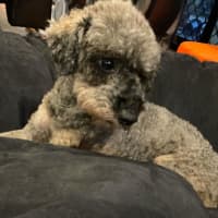 Photo of Lucy