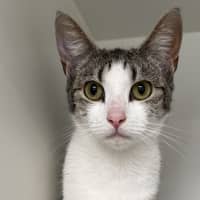Photo of Gravy