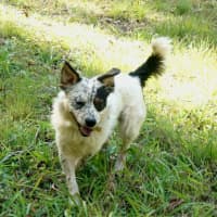 Photo of Milo (3)