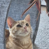 Photo of Ember (Previously Miss Pinky)