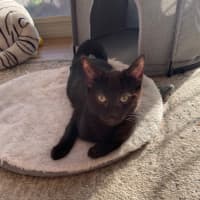 Photo of Sir Cuddles A Lot   6 Month Old Domestic Sh