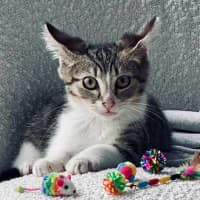 Photo of Stitch