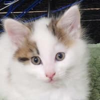 Photo of Smore