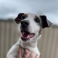 Photo of Sweevil