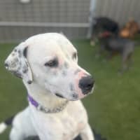 Photo of Spot 