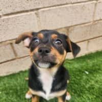 Photo of Ava   10 Week Old Chihuahua X Foxie (Trial)