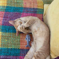 Photo of Porcupine *Meet Me At Pet Stock Birkenhead Point*