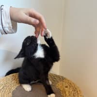 Photo of Pookie Meet Me@Petstock Mornington Nepean Hwy 