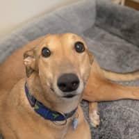 Photo of Sandy 