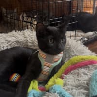 Photo of Peaches