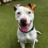 Photo of Roscoe