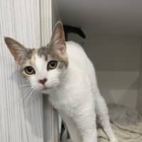 Photo of Eggy (Eggnog)