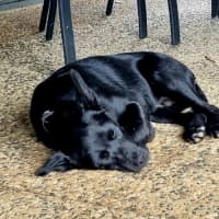 Photo of Rex