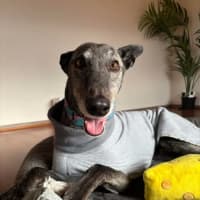 Photo of Jeff, The Greyhound