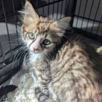 Photo of Loki