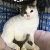 Photo of Lychee 