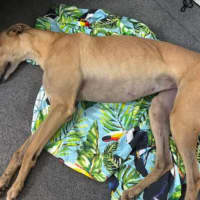 Photo of Kashi, The Greyhound Queen 👑