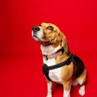 Photo of Hart   4 Year Old Beagle