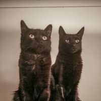 Photo of Cas & Frankie