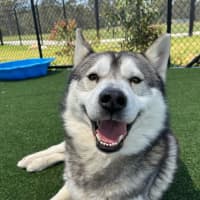 Photo of Rocky Imp 1867